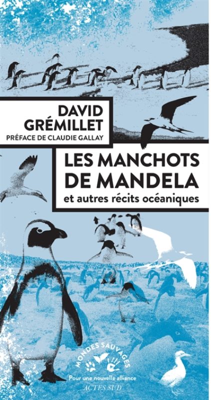 Gremillet_Manchots Gremillet_Manchots